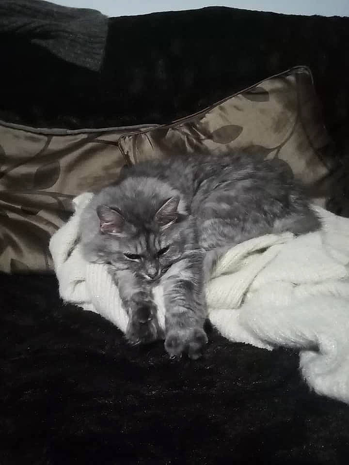 Misty a rejoint le concours — aidez-le/la à gagner de superbes lots ! black_and_white, carnivore, cat, domestic_long_haired_cat, felidae, fur, kitten, norwegian_forest_cat, persian, siberian, small_to_medium_sized_cats, whiskers