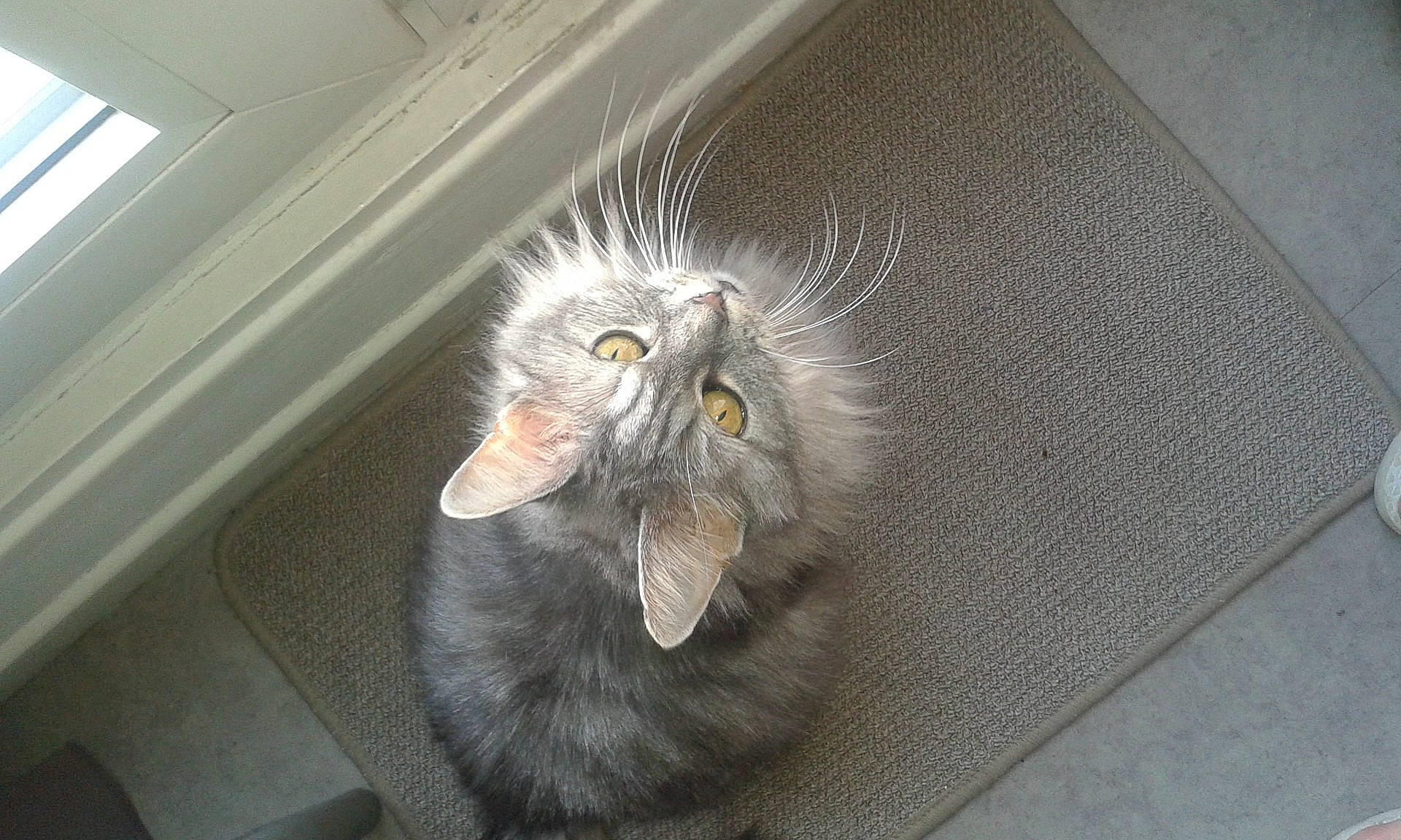 Misty participe au concours pour gagner de l'argent avec cette photo : carnivore, cat, domestic_long_haired_cat, domestic_short_haired_cat, european_shorthair, felidae, fur, nebelung, small_to_medium_sized_cats, snout, tabby_cat, whiskers