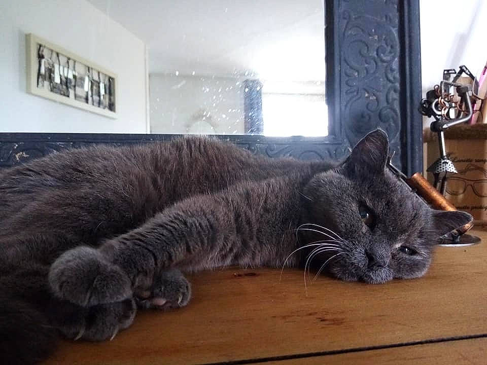 Pattenrond participe au concours pour gagner de l'argent avec cette photo : asian, british_shorthair, carnivore, cat, chartreux, domestic_short_haired_cat, dragon_li, european_shorthair, felidae, fur, nap, nebelung, paw, room, russian_blue, small_to_medium_sized_cats, snout, tabby_cat, tail, whiskers
