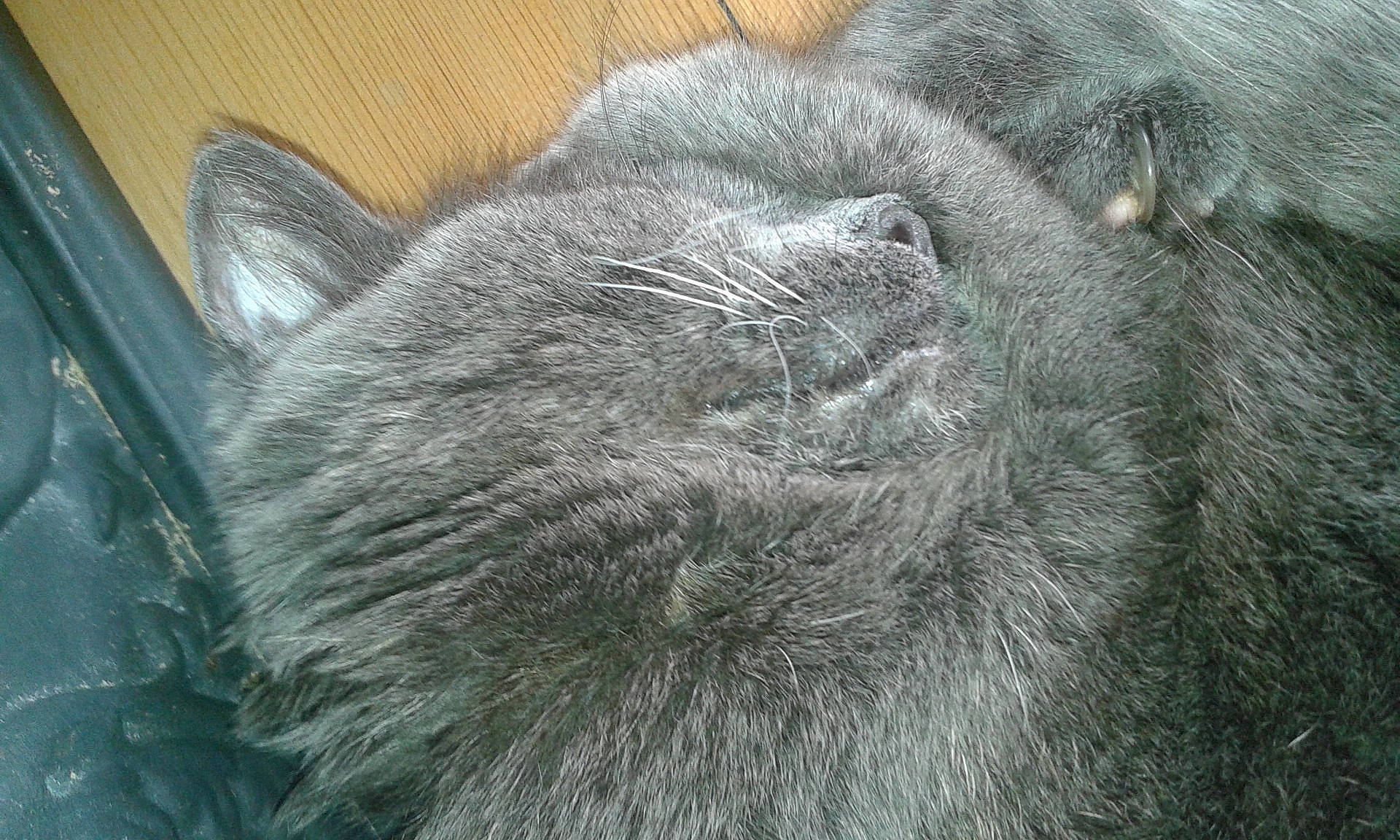 Pattenrond participe au concours pour gagner de l'argent avec cette photo : carnivore, cat, chartreux, close_up, felidae, fur, korat, nebelung, russian_blue, small_to_medium_sized_cats, snout, whiskers