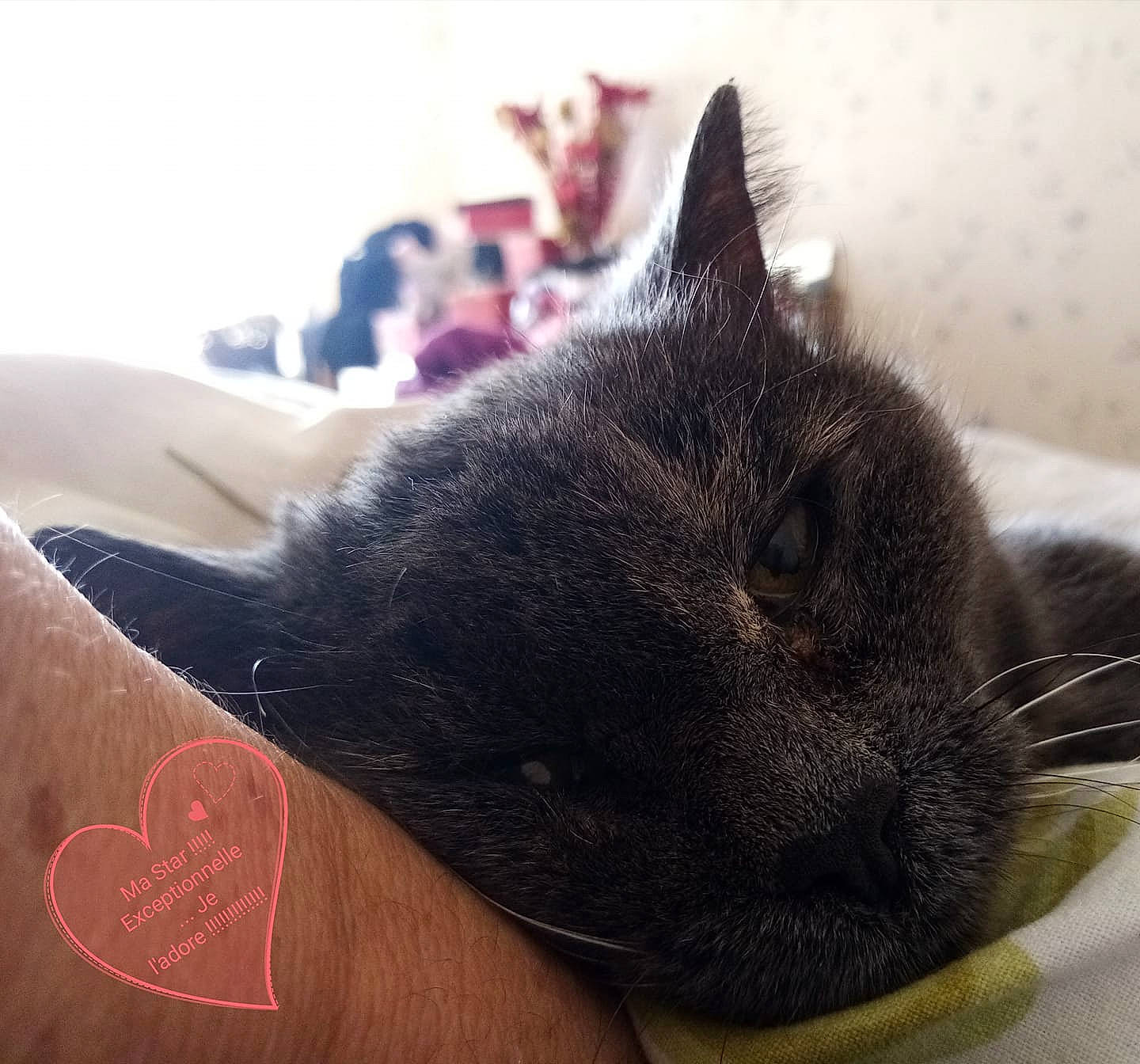 Pattenrond participe au concours pour gagner de l'argent avec cette photo : black, black_cat, carnivore, cat, domestic_short_haired_cat, ear, felidae, fur, kitten, korat, nap, nebelung, nose, sleep, small_to_medium_sized_cats, snout, tail, whiskers