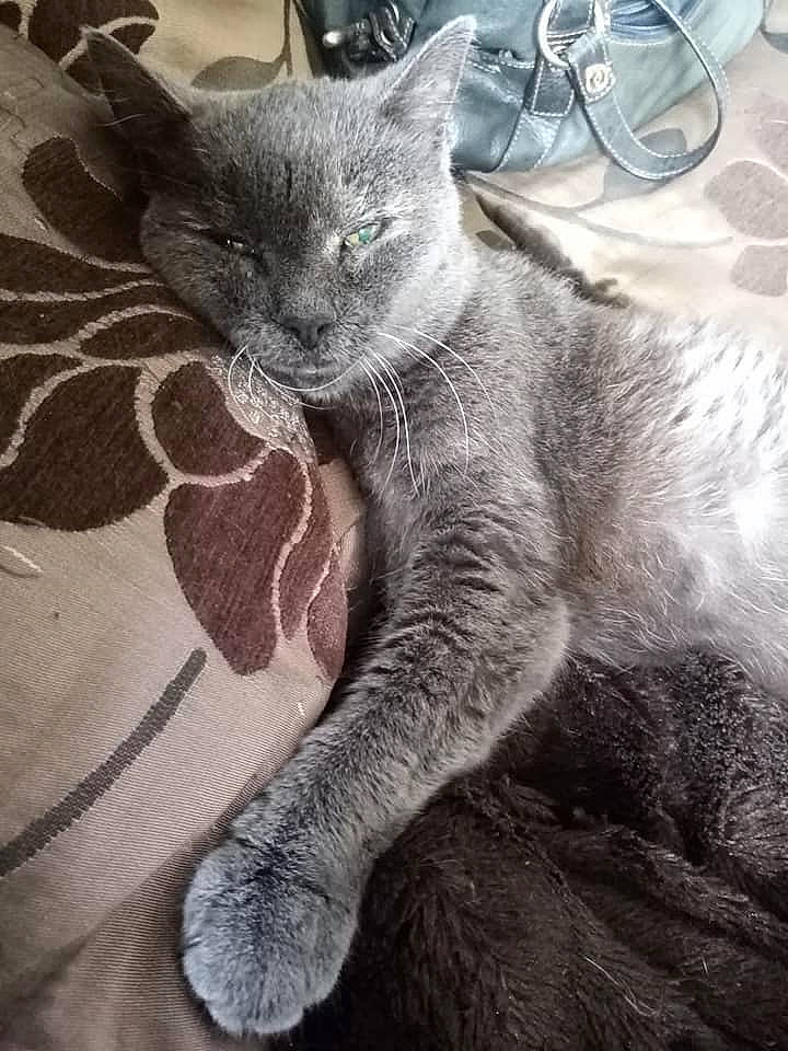 Pattenrond a rejoint le concours — aidez-le/la à gagner de superbes lots ! asian, black_cat, british_shorthair, burmese, carnivore, cat, chartreux, domestic_short_haired_cat, felidae, fur, kitten, korat, mammal, nebelung, russian_blue, small_to_medium_sized_cats, snout, whiskers