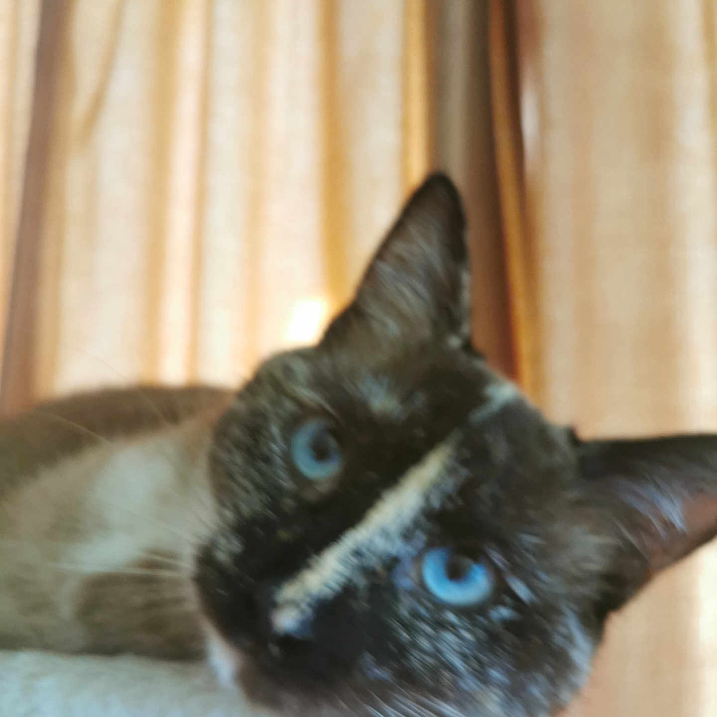 Sokie a rejoint le concours — aidez-le/la à gagner de superbes lots ! cat, siamese_cat, blue_eyes, close_up, blurred, feline, pet, indoor, curtains, fur, whiskers, animal, mammal, face, ears, domestic_cat, portrait, soft_focus, warm_light, resting