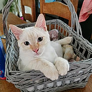 Will participe au concours pour gagner de l'argent avec cette photo : cat, basket, wooden_table, indoor, pet, feline, curious, paws, closeup, domestic_animal, home, chair, relaxed, cute, animal, fur, whiskers, nose, ears, eyes