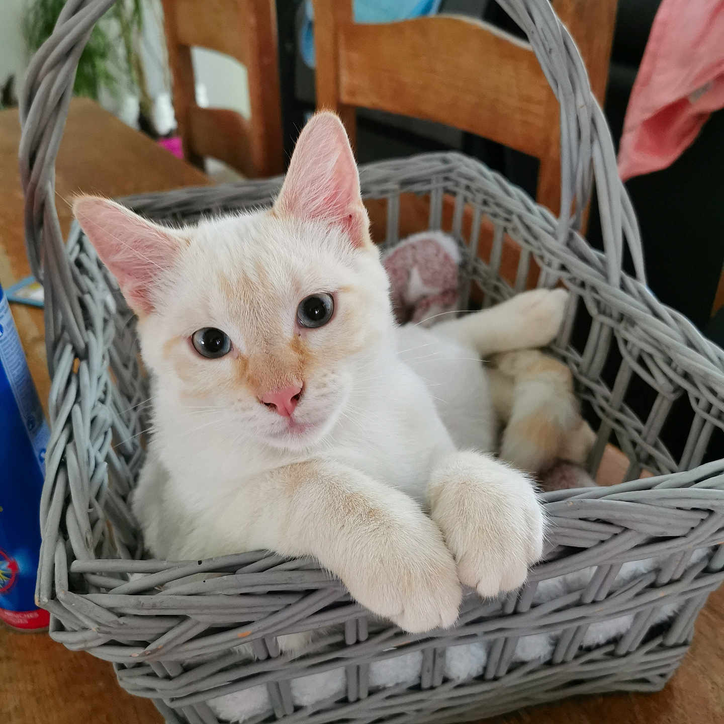 Will participe au concours pour gagner de l'argent avec cette photo : animal, basket, cat, chair, closeup, curious, cute, domestic_animal, ears, eyes, feline, fur, home, indoor, nose, paws, pet, relaxed, whiskers, wooden_table
