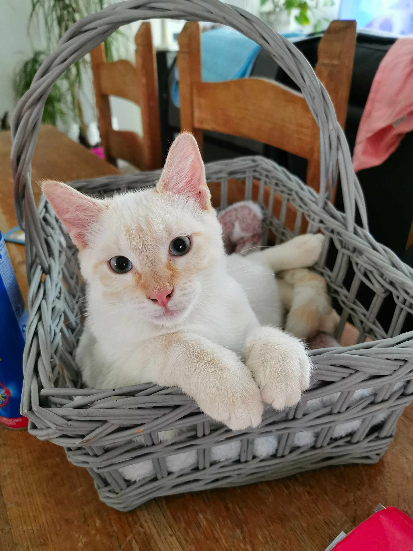 Will participe au concours pour gagner de l'argent avec cette photo : cat, basket, wooden_table, indoor, pet, feline, curious, paws, closeup, domestic_animal, home, chair, relaxed, cute, animal, fur, whiskers, nose, ears, eyes