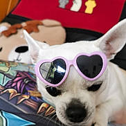 Lyly a rejoint le concours — aidez-le/la à gagner de superbes lots ! dog, white_dog, pet, sunglasses, heart_shaped_sunglasses, pink, close_up, portrait, indoor, blanket, plush_toy, chair, red, white, black_nose, floppy_ears, paws, cute, fashionable, relaxed