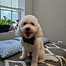 animal, bandana, blanket, blinds, carpet, cozy, cute, dog, fur, happy, home, indoor, natural_light, patterned_blanket, pet, plants, sitting, smiling, white_dog, window