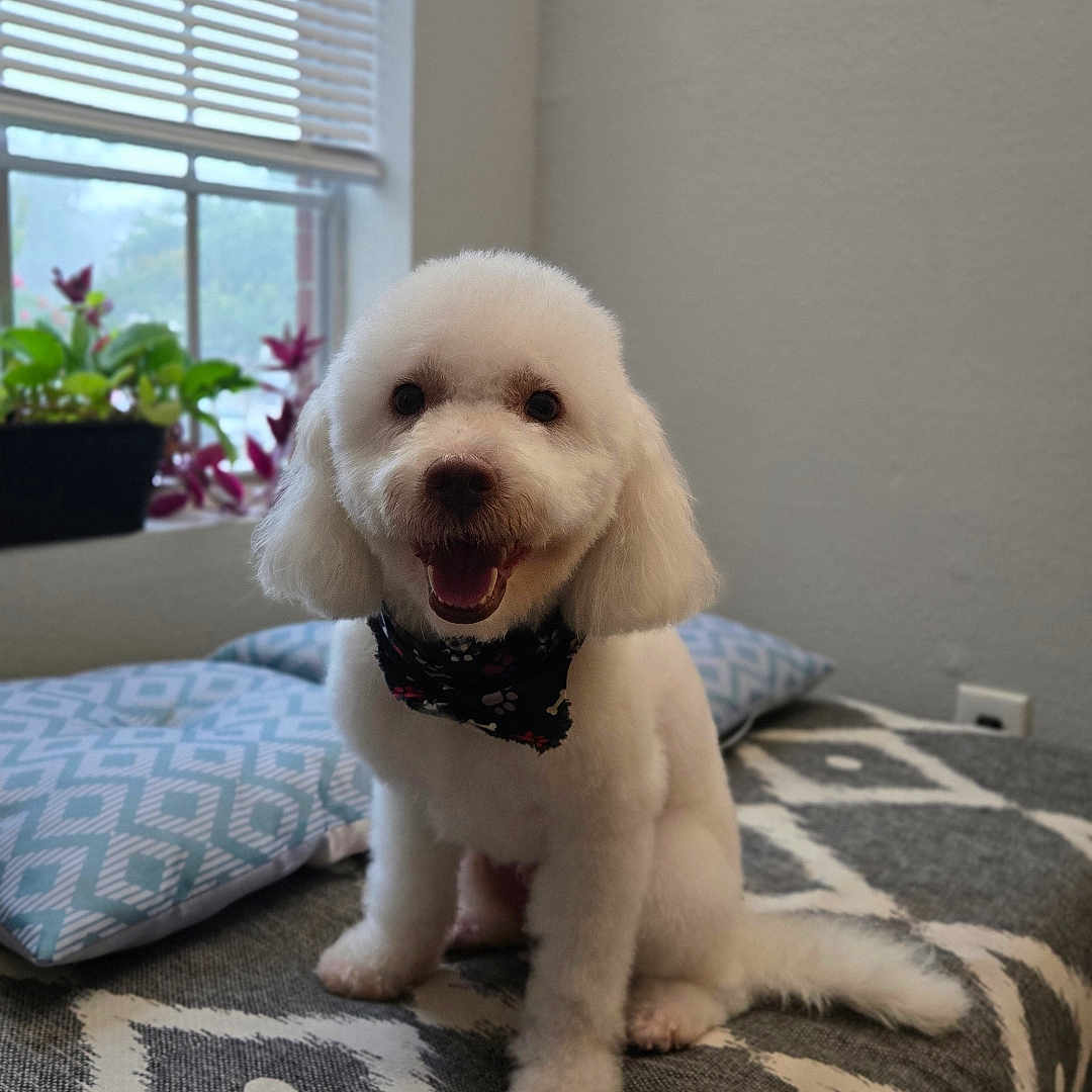 Peluche