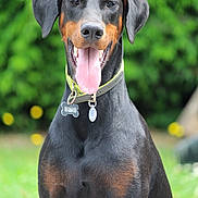 Valyusha participe au concours pour gagner de l'argent avec cette photo : dog, doberman, pet, animal, canine, outdoor, grass, greenery, collar, tag, tongue, portrait, sitting, cute, friendly, ears, black, brown, fur, happy