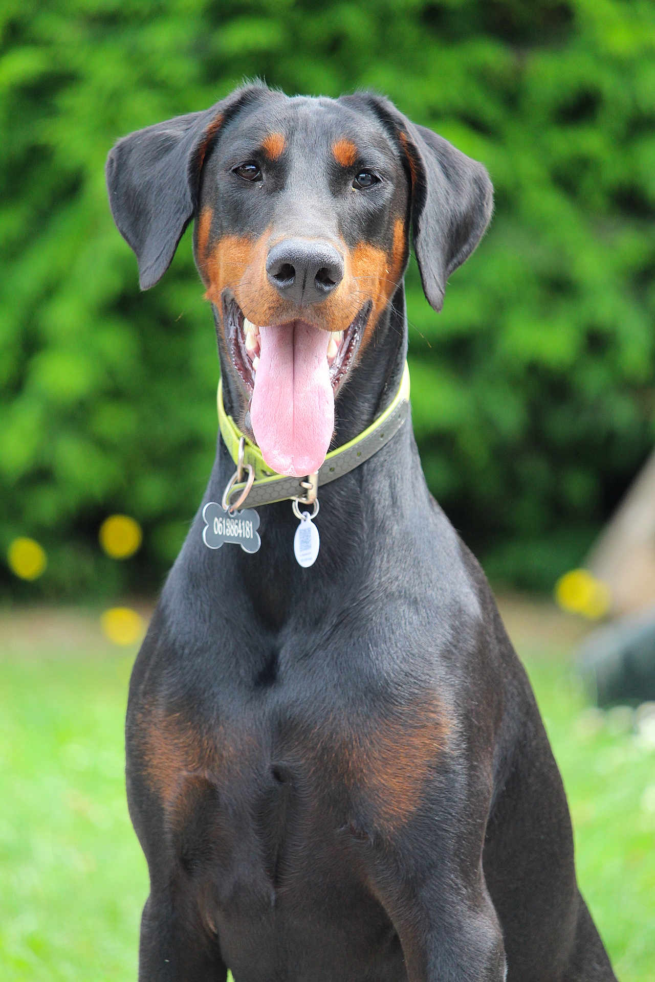 Valyusha participe au concours pour gagner de l'argent avec cette photo : dog, doberman, pet, animal, canine, outdoor, grass, greenery, collar, tag, tongue, portrait, sitting, cute, friendly, ears, black, brown, fur, happy