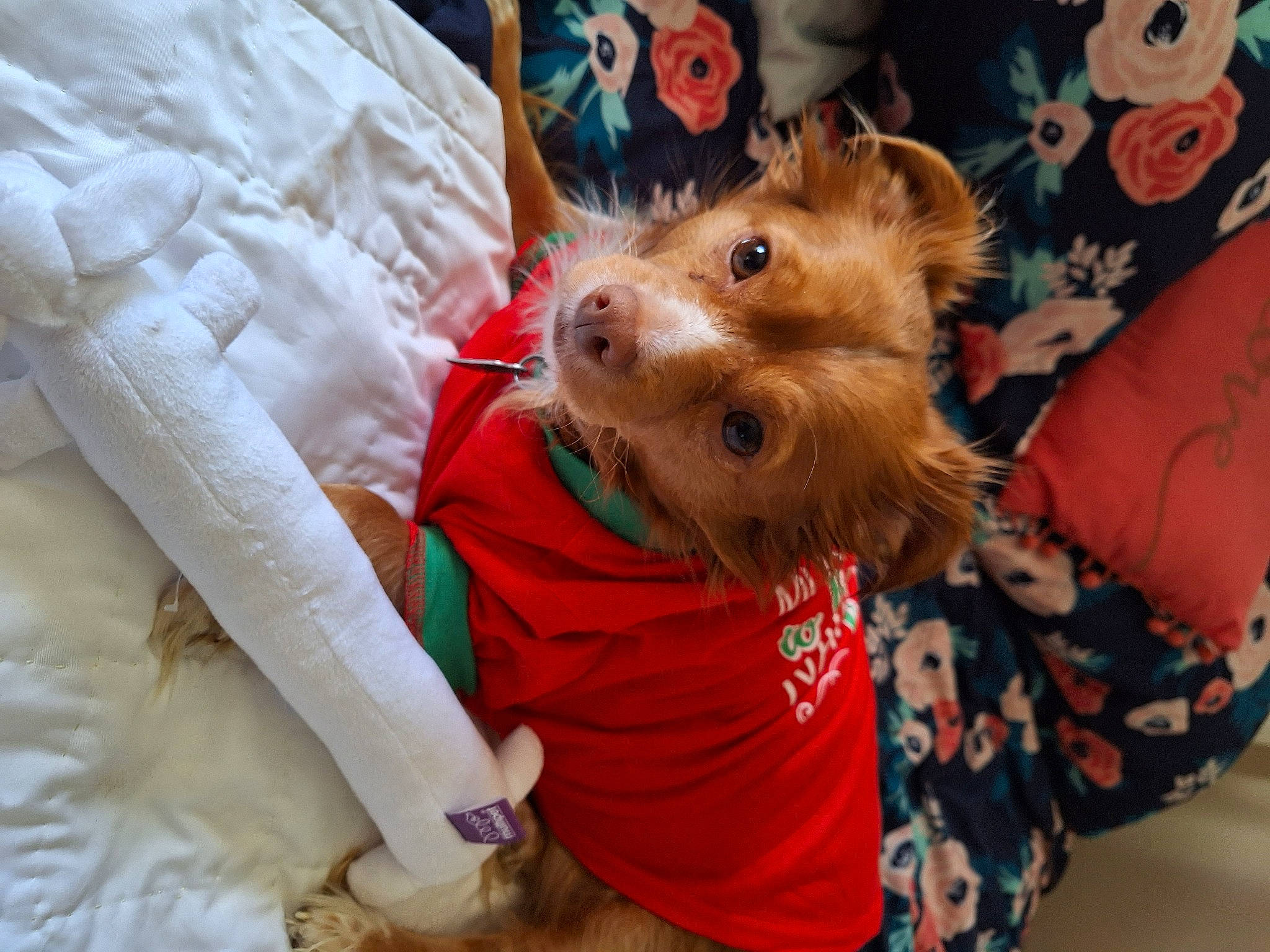 Maggie is registered to the contest to win money with this photo: canidae, carnivore, child, comfort, companion_dog, dog, dog_breed, dog_clothes, dog_supply, ear, fawn, fur, linens, liver, sleeve, small_terrier, snout, sporting_group, toy_dog, working_animal