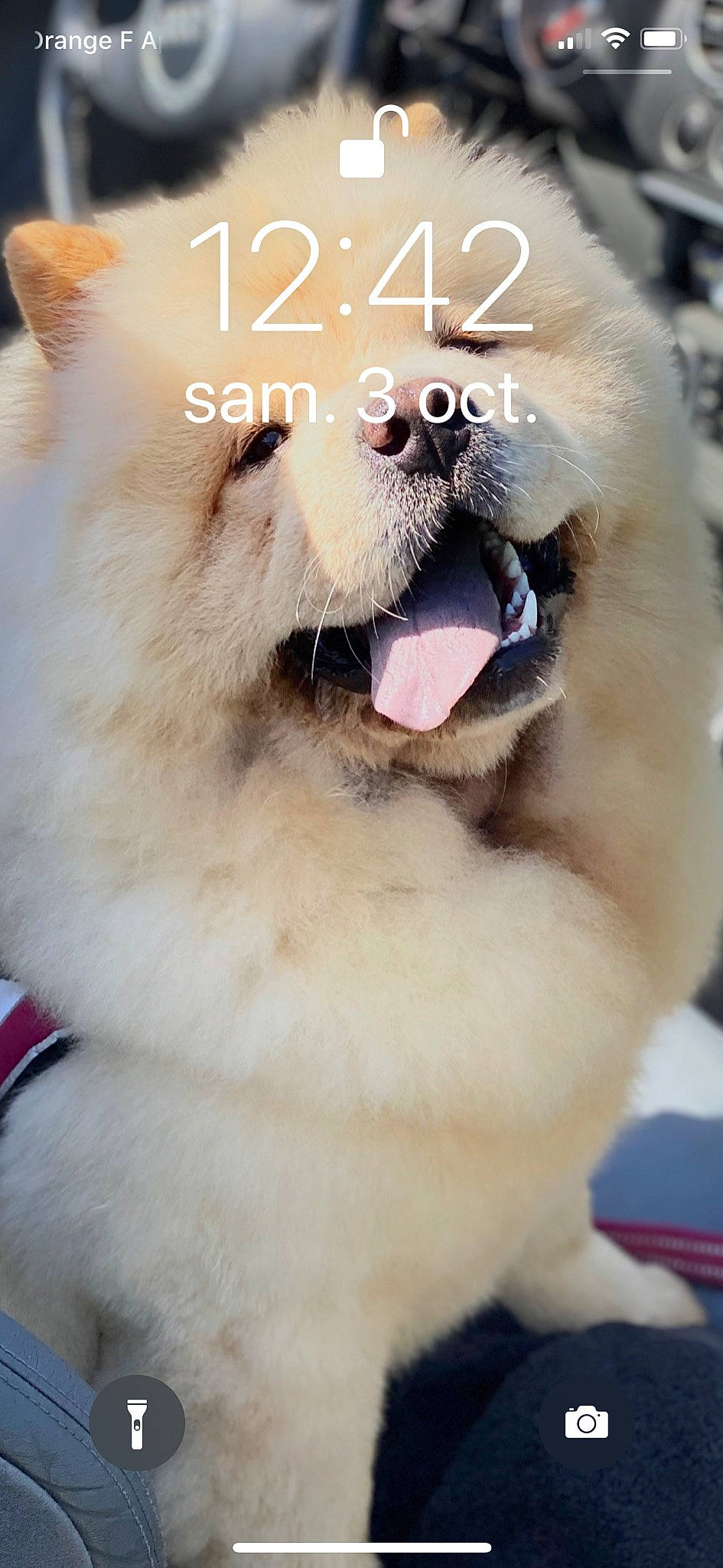 Panama participe au concours pour gagner de l'argent avec cette photo : akita, ancient_dog_breeds, canidae, carnivore, companion_dog, dog, dog_breed, japanese_spitz, korean_jindo_dog, mammal, mouth, non_sporting_group, nose, photo_caption, pomeranian, rare_breed_dog, samoyed, snout, vertebrate, volpino_italiano