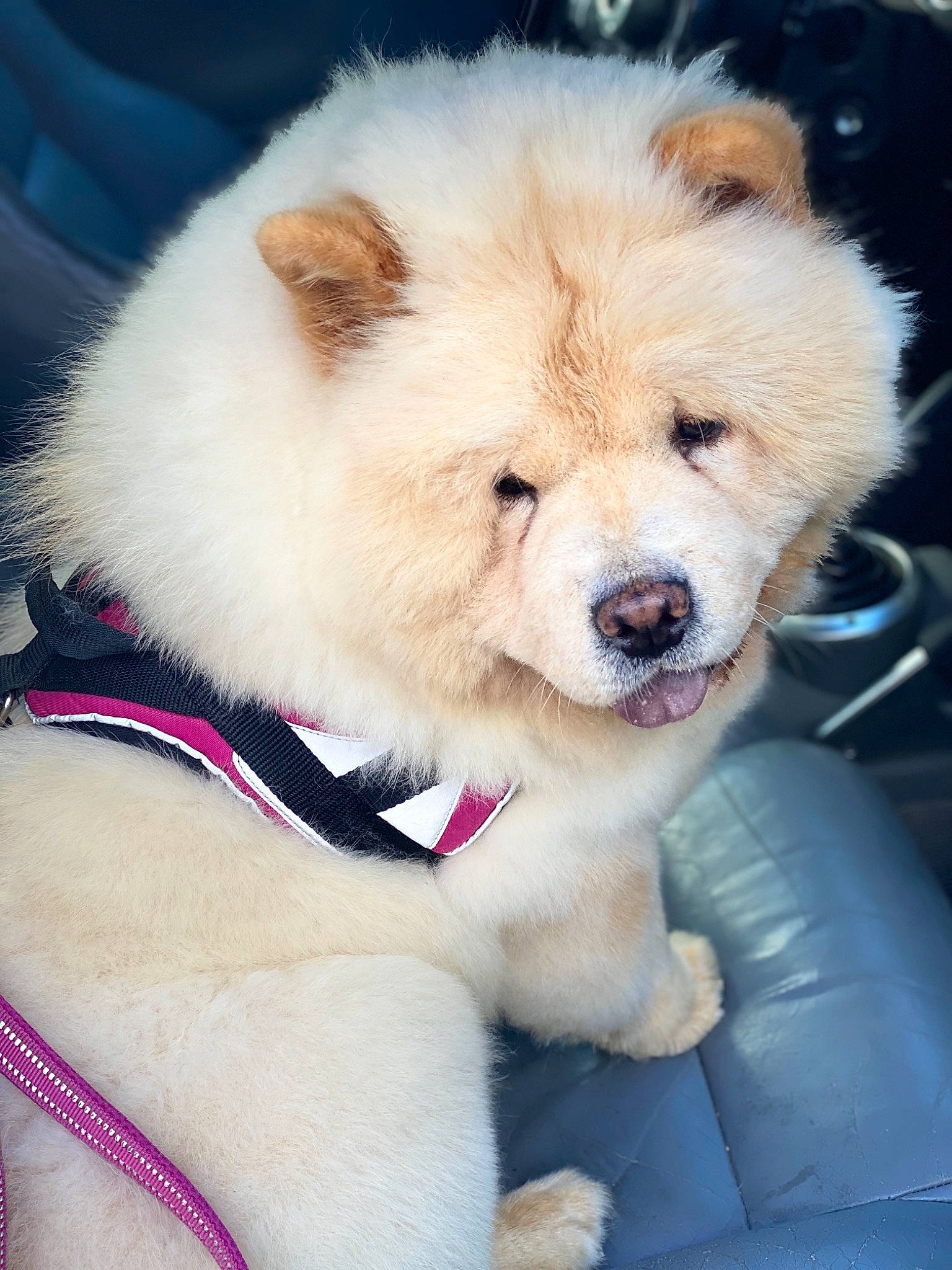 Panama participe au concours pour gagner de l'argent avec cette photo : ancient_dog_breeds, canidae, carnivore, chow_chow, companion_dog, dog, dog_breed, fawn, mammal, non_sporting_group, puppy, rare_breed_dog, snout, sporting_group, vertebrate