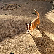 Magnum participe au concours pour gagner de l'argent avec cette photo : dog, outdoor, concrete, ball, shadow, sunlight, fence, wall, playful, pet, brown, white, alert, animal, yard, texture, daylight, small, companion, curious