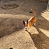 dog, outdoor, concrete, ball, shadow, sunlight, fence, wall, playful, pet, brown, white, alert, animal, yard, texture, daylight, small, companion, curious