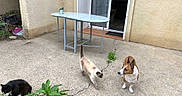 Magnum participe au concours pour gagner de l'argent avec cette photo : outdoor, patio, concrete, table, bucket, cat, dog, greenery, plant, wall, sliding_door, animal, pet, resting, standing, walking, beige_wall, doorway, house, daytime