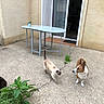 outdoor, patio, concrete, table, bucket, cat, dog, greenery, plant, wall, sliding_door, animal, pet, resting, standing, walking, beige_wall, doorway, house, daytime