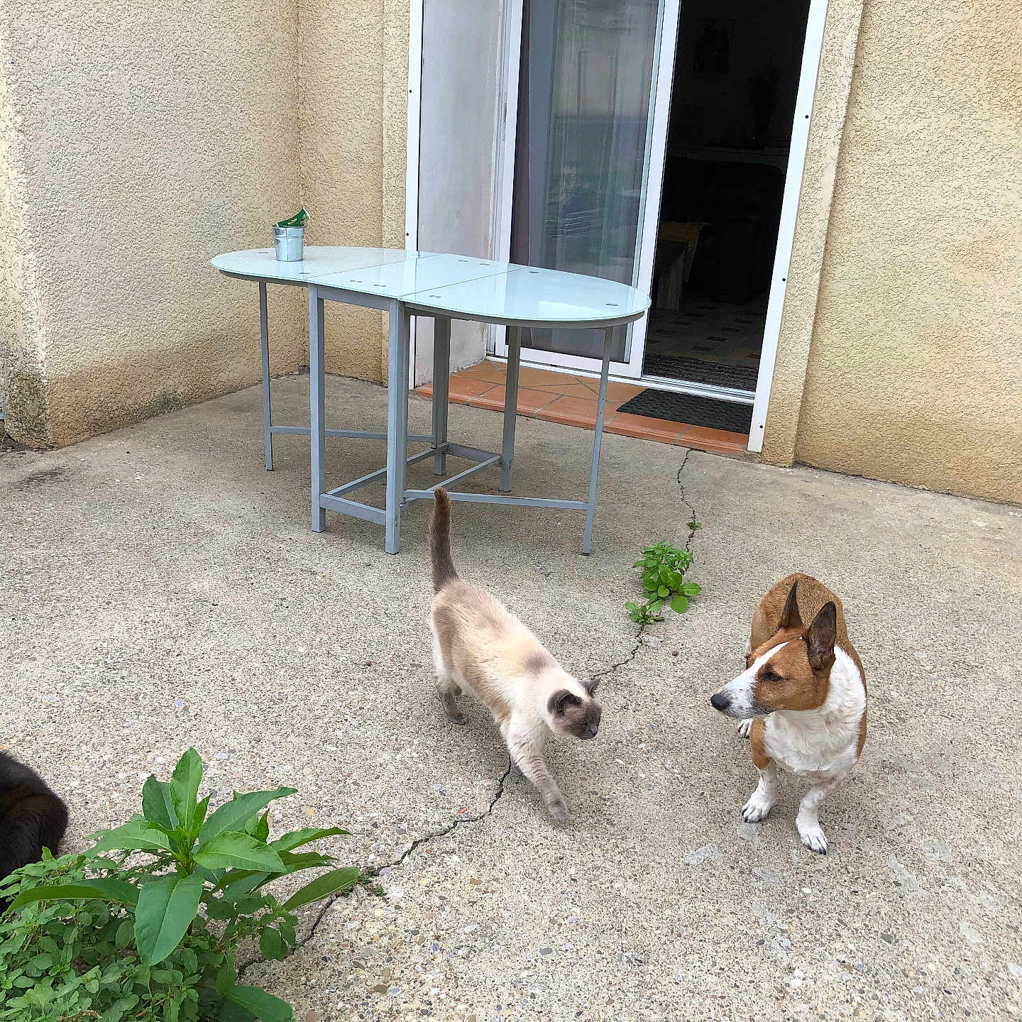 Magnum participe au concours pour gagner de l'argent avec cette photo : outdoor, patio, concrete, table, bucket, cat, dog, greenery, plant, wall, sliding_door, animal, pet, resting, standing, walking, beige_wall, doorway, house, daytime