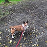Magnum a rejoint le concours — aidez-le/la à gagner de superbes lots ! dog, leash, tree, grass, park, outdoor, animal, pet, brown, white, ground, leaves, nature, walking, canine, alert, fence, sidewalk, daylight, curious