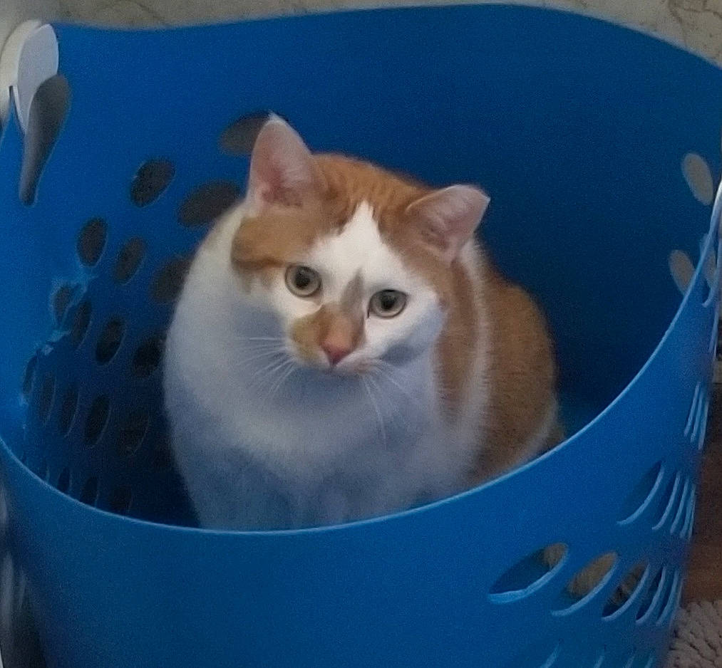 Dean is registered to the contest to win money with this photo: box, cardboard, carnivore, carton, cat, cat_supply, domestic_short_haired_cat, felidae, fur, gas, packaging_and_labeling, packing_materials, paper_product, pet_supply, shipping_box, small_to_medium_sized_cats, snout, vertebrate, whiskers, window