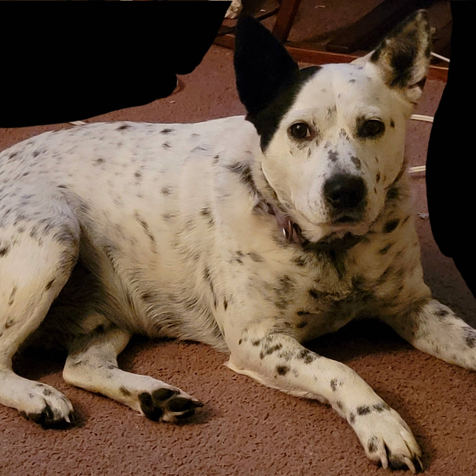 Briggs is registered to the contest to win money with this photo: bored, canidae, carnivore, companion_dog, dog, dog_breed, foot, non_sporting_group, snout, sporting_group, terrestrial_animal, texas_heeler, whiskers, working_animal