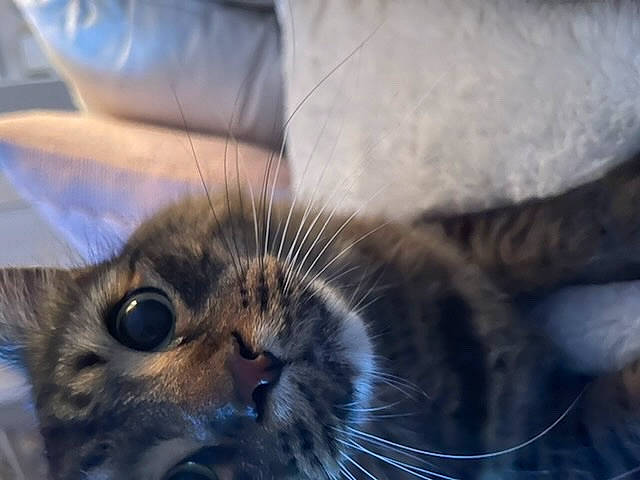 Benny joined the competition — help win amazing prizes! carnivore, cat, claw, close_up, comfort, couch, domestic_short_haired_cat, ear, electric_blue, felidae, fur, nap, paw, small_to_medium_sized_cats, snout, whiskers, window, wood