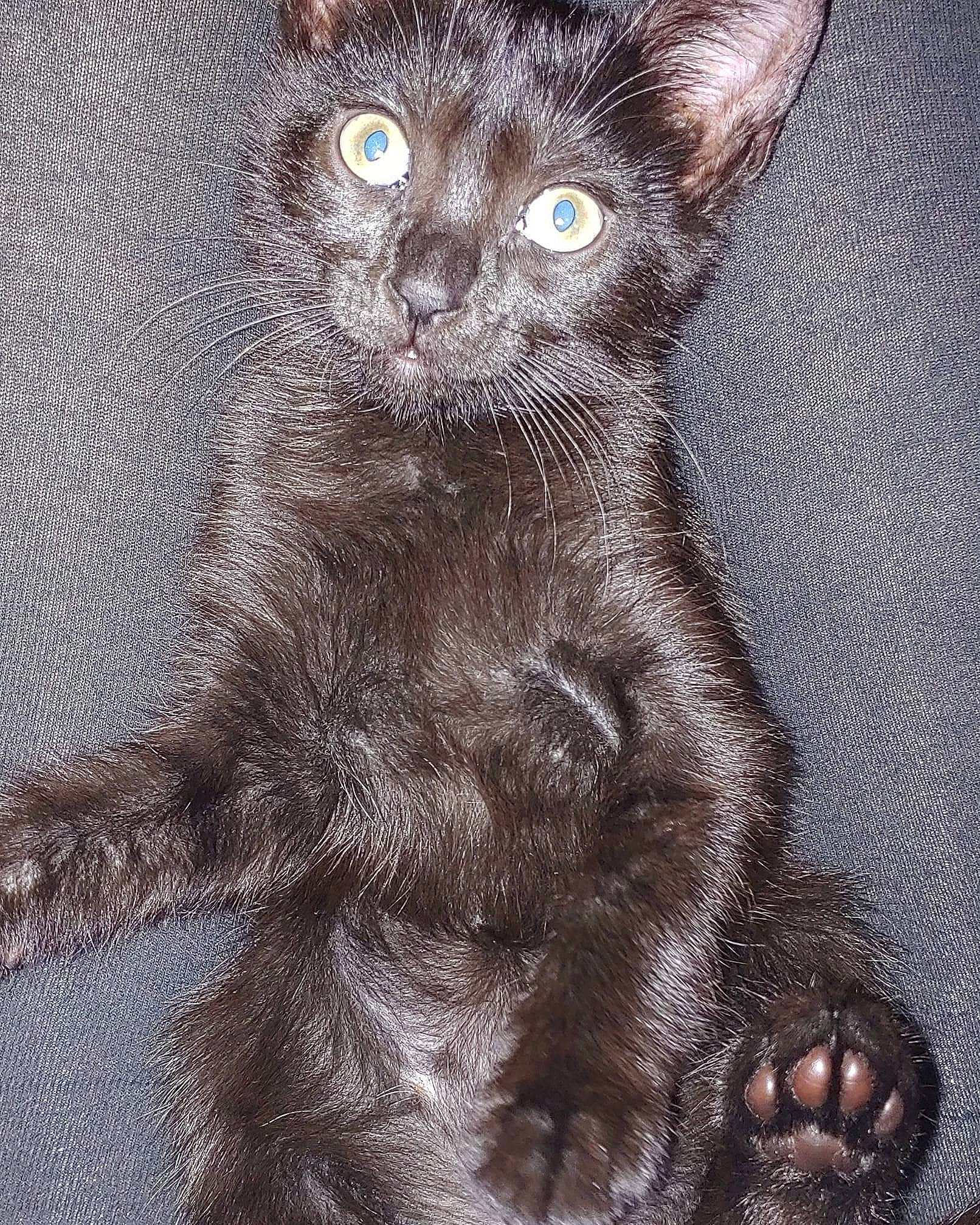 Francesca joined the competition — help win amazing prizes! art, black_cat, carnivore, cat, claw, domestic_short_haired_cat, felidae, fur, grey, illustration, paw, small_to_medium_sized_cats, snout, tail, terrestrial_animal, whiskers