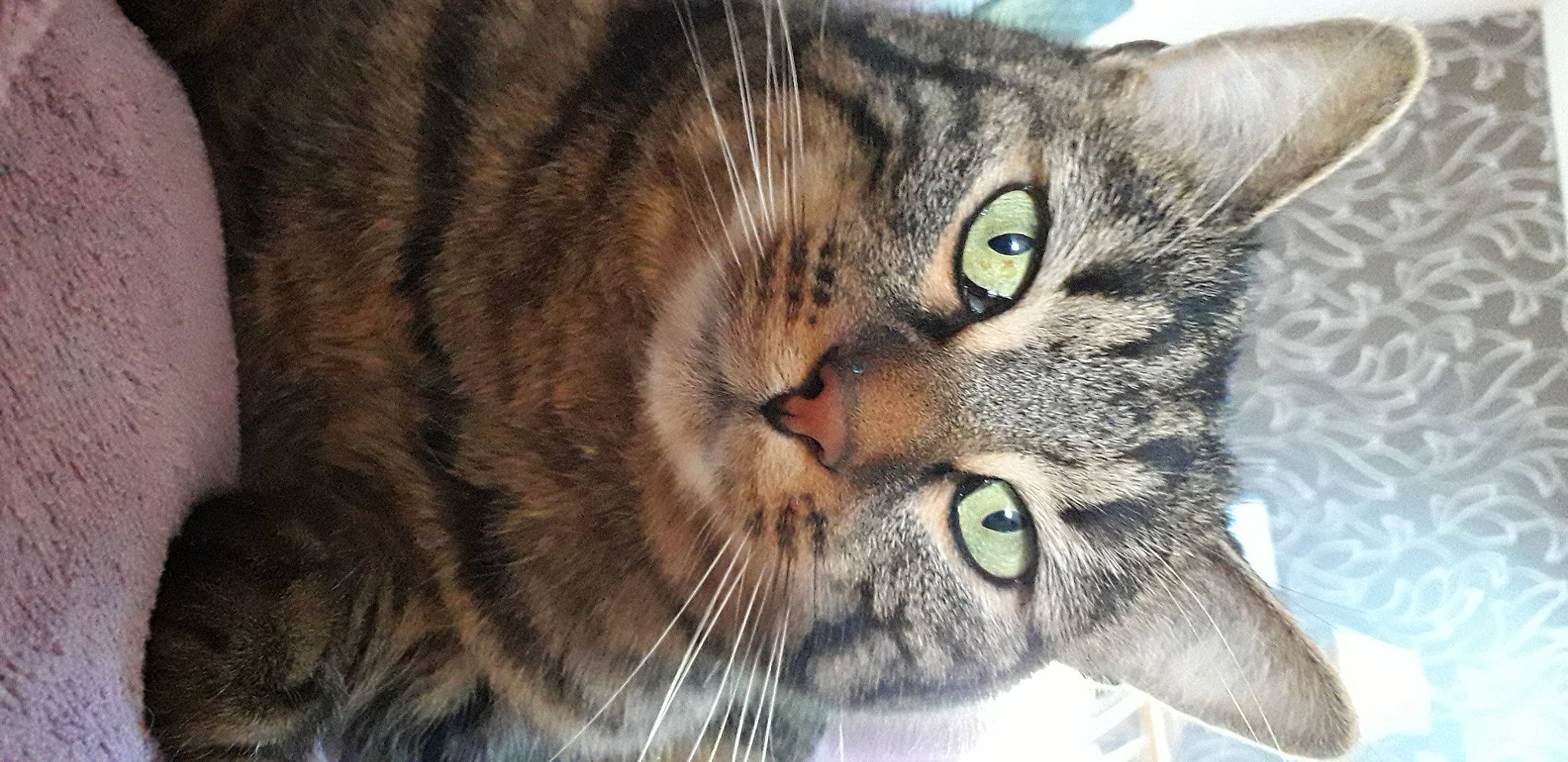 Opaline participe au concours pour gagner de l'argent avec cette photo : carnivore, cat, close_up, domestic_short_haired_cat, ear, felidae, fur, small_to_medium_sized_cats, snout, terrestrial_animal, whiskers, wildlife