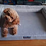Kobe is registered to the contest to win money with this photo: dog, poodle, pet, dog_bed, bed_frame, indoor, wooden_table, small_dog, curly_fur, brown_fur, puppy, cozy, plush, sitting, cute, groomed, blurred, home_interior, tag, living_room