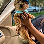 Kobe joined the competition — help win amazing prizes! dog, puppy, small_dog, poodle, fluffy, hat, blue_hat, costume, shirt, harness, hands, human_hand, rings, car_interior, window, bokeh, portrait, cute, travel, pet