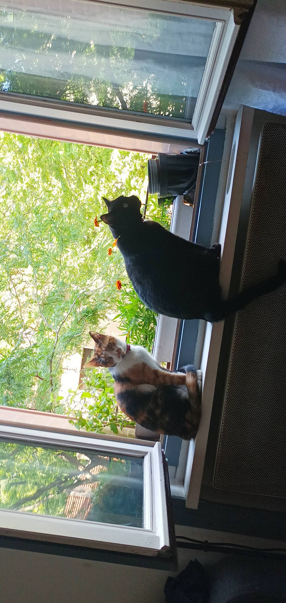 Batman a rejoint le concours — aidez-le/la à gagner de superbes lots ! building, carnivore, cat, fawn, felidae, glass, glasses, house, plant, sash_window, shade, small_to_medium_sized_cats, sporting_group, tail, tints_and_shades, tree, vertebrate, wildlife, window, wood