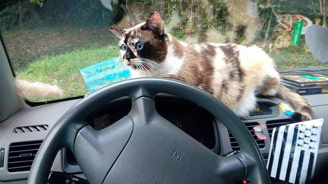 Nougatine participe au concours pour gagner de l'argent avec cette photo : automotive_design, automotive_exterior, automotive_mirror, automotive_tire, carnivore, cat, felidae, fender, grass, light, mammal, motor_vehicle, plant, small_to_medium_sized_cats, speedometer, steering_wheel, vehicle, vehicle_door, vertebrate, whiskers