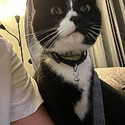 Mitts joined the competition — help win amazing prizes! bell, black_and_white, cat, close_up, collar, curious, curtain, fur, green_eyes, home_interior, human_arm, indoor, lamp, nighttime, pet, portrait, sitting, sofa, tuxedo_cat, whiskers