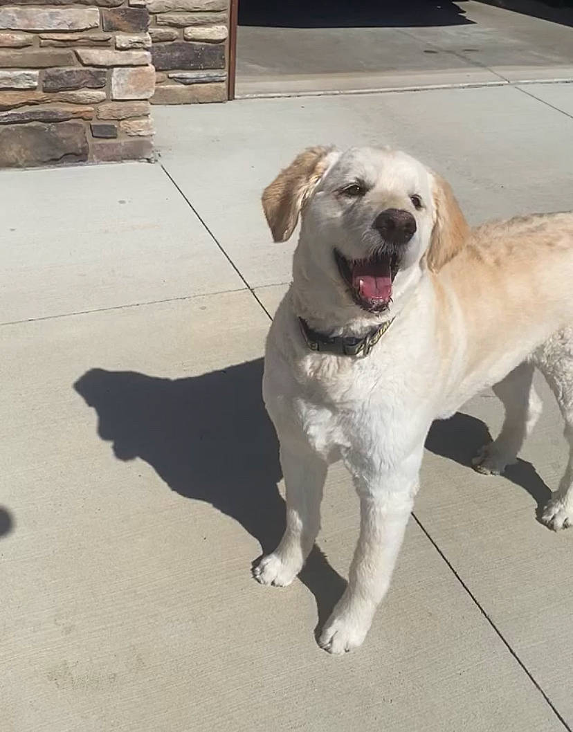 Deogy is registered to the contest to win money with this photo: anatolian_shepherd_dog, canidae, carnivore, central_asian_shepherd_dog, companion_dog, dog, dog_breed, fawn, golden_retriever, labrador_retriever, mammal, retriever, snout, sporting_group, tail, vertebrate