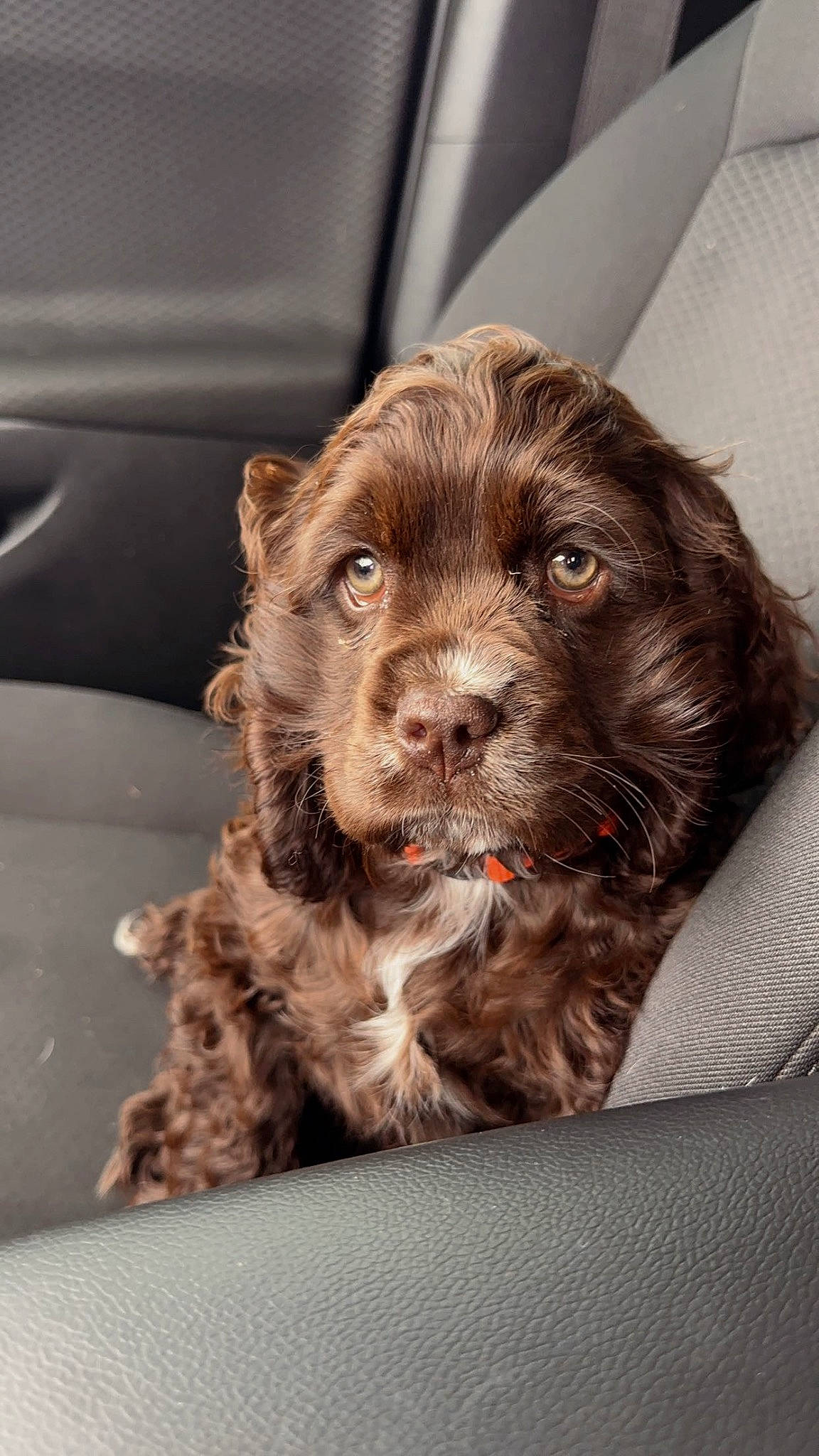 Cleo joined the competition — help win amazing prizes! canidae, carnivore, comfort, companion_dog, dog, dog_breed, fur, labradoodle, liver, snout, spaniel, sporting_group, terrestrial_animal, terrier, toy_dog, whiskers, working_animal