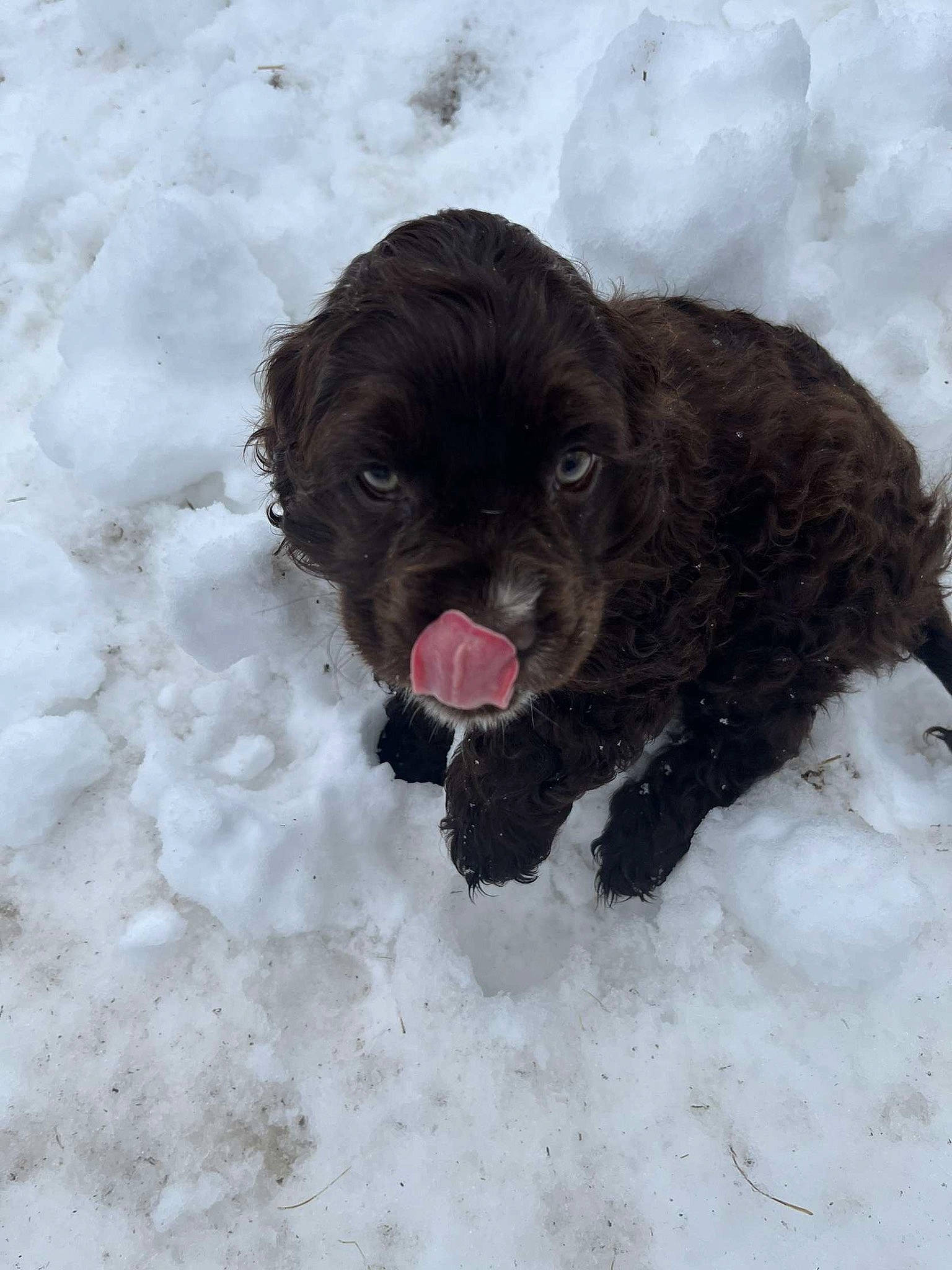 Cleo is registered to the contest to win money with this photo: canidae, carnivore, companion_dog, dog, dog_breed, dog_collar, dog_supply, freezing, fur, liver, paw, pet_supply, snout, snow, sporting_group, tongue, toy_dog, water_dog, winter, working_animal
