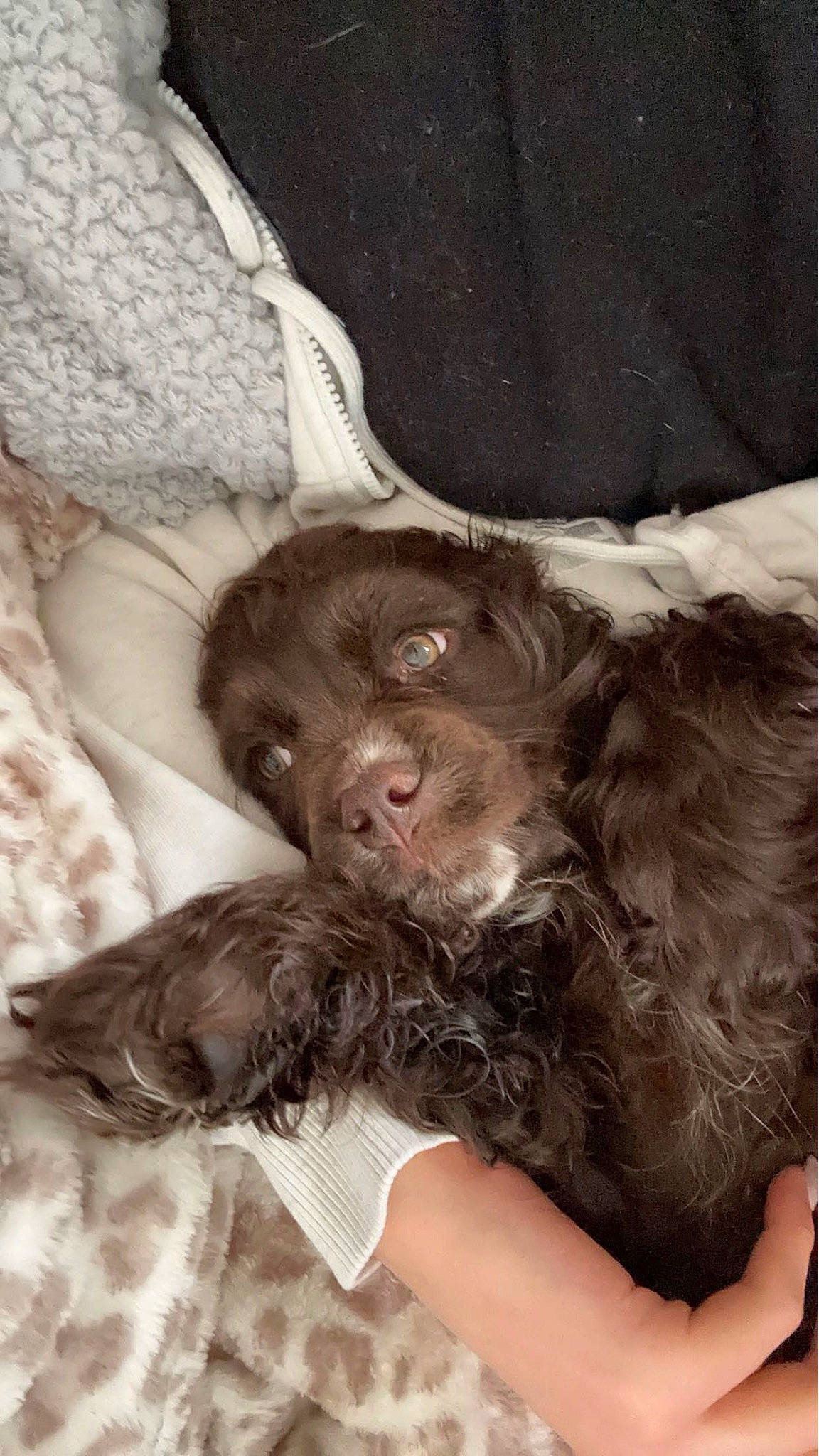 Cleo is registered to the contest to win money with this photo: carnivore, comfort, companion_dog, dog, dog_breed, ear, fur, gesture, liver, snout, spaniel, sporting_group, terrestrial_animal, working_animal