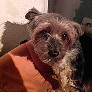 Cyan participe au concours pour gagner de l'argent avec cette photo : cairn_terrier, carnivoran, companion_dog, dog, dog_breed, dog_breed_group, dog_like_mammal, glen_of_imaal_terrier, havanese, miniature_schnauzer, morkie, rare_breed_dog, schnauzer, schnoodle, small_terrier, snout, sporting_lucas_terrier, terrier, vulnerable_native_breeds