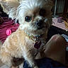 brown_fur, collar, cozy, curious, cute, dog, fan, fur, home, indoor, lap, legs, person, pet, relaxed, seated, small_dog, tag, toy, window