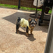 Dior is registered to the contest to win money with this photo: animal, backyard, clothing, concrete_floor, curious, daylight, dog, ears_up, fence, greenery, grill, metal_bowl, outdoor, patio, pet, shadow, small_dog, standing, sunlight, yellow_dress