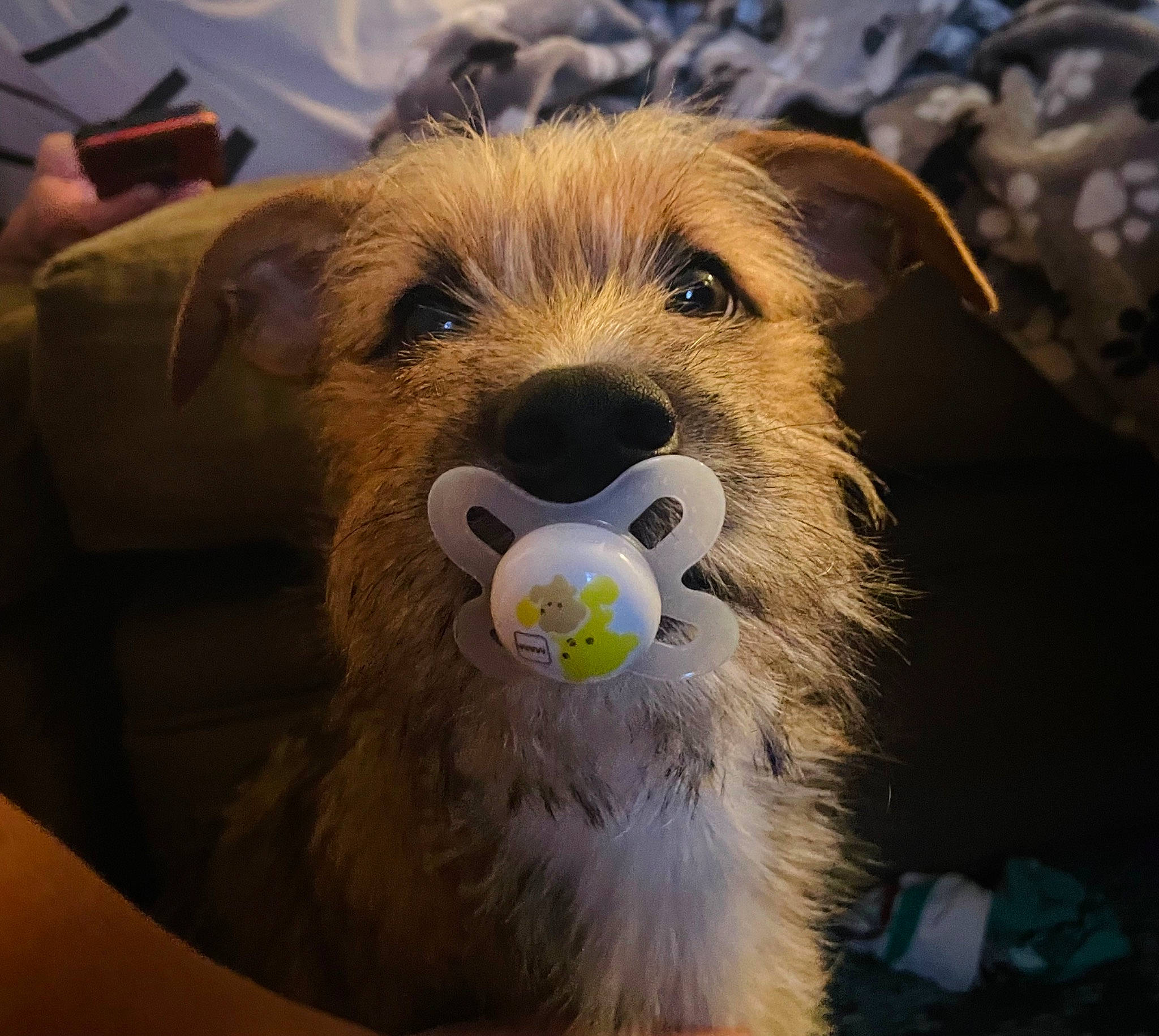 Dude joined the competition — help win amazing prizes! canidae, carnivore, companion_dog, dog, dog_breed, fawn, fun, fur, happy, plush, selfie, smile, snout, sporting_group, stuffed_toy, terrestrial_animal, toy, whiskers, wildlife, working_animal