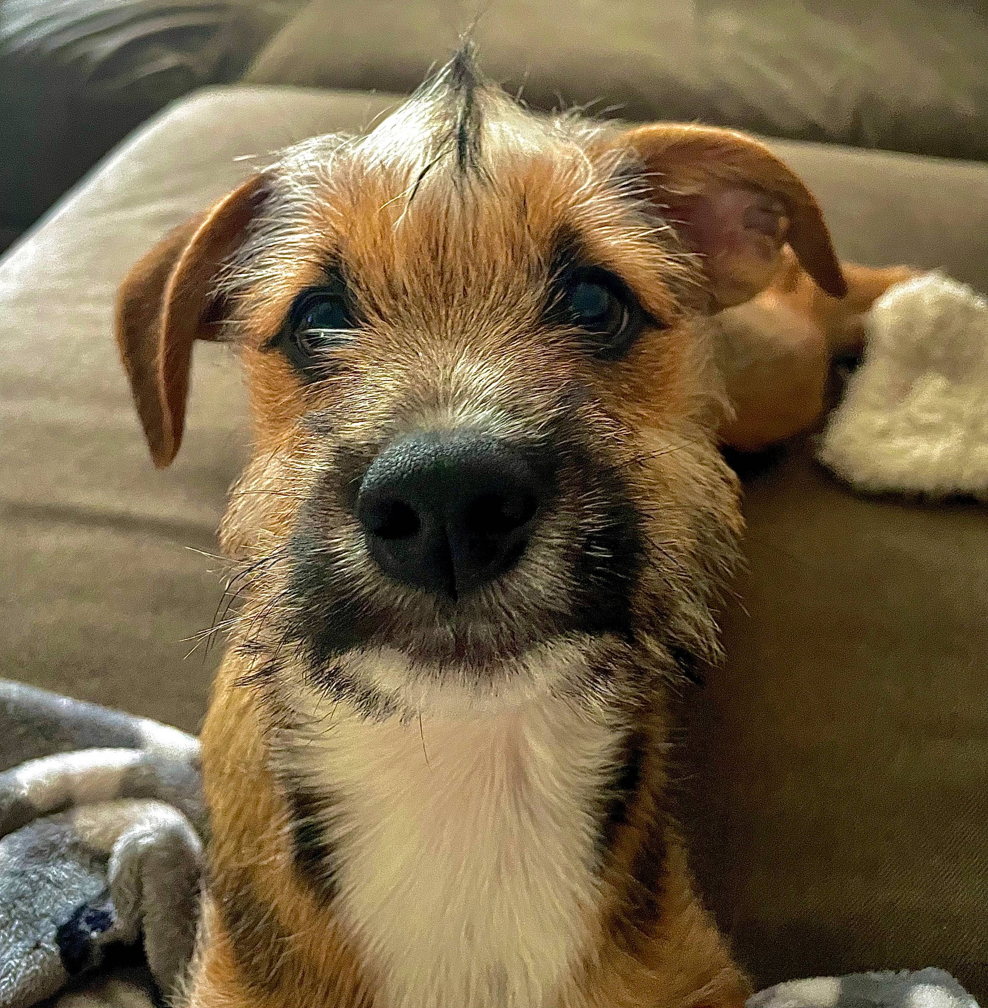 Dude is registered to the contest to win money with this photo: canidae, carnivore, collar, companion_dog, dog, dog_breed, dog_collar, ear, eye, fawn, fur, liver, snout, sporting_group, terrestrial_animal, whiskers, working_animal, working_terrier