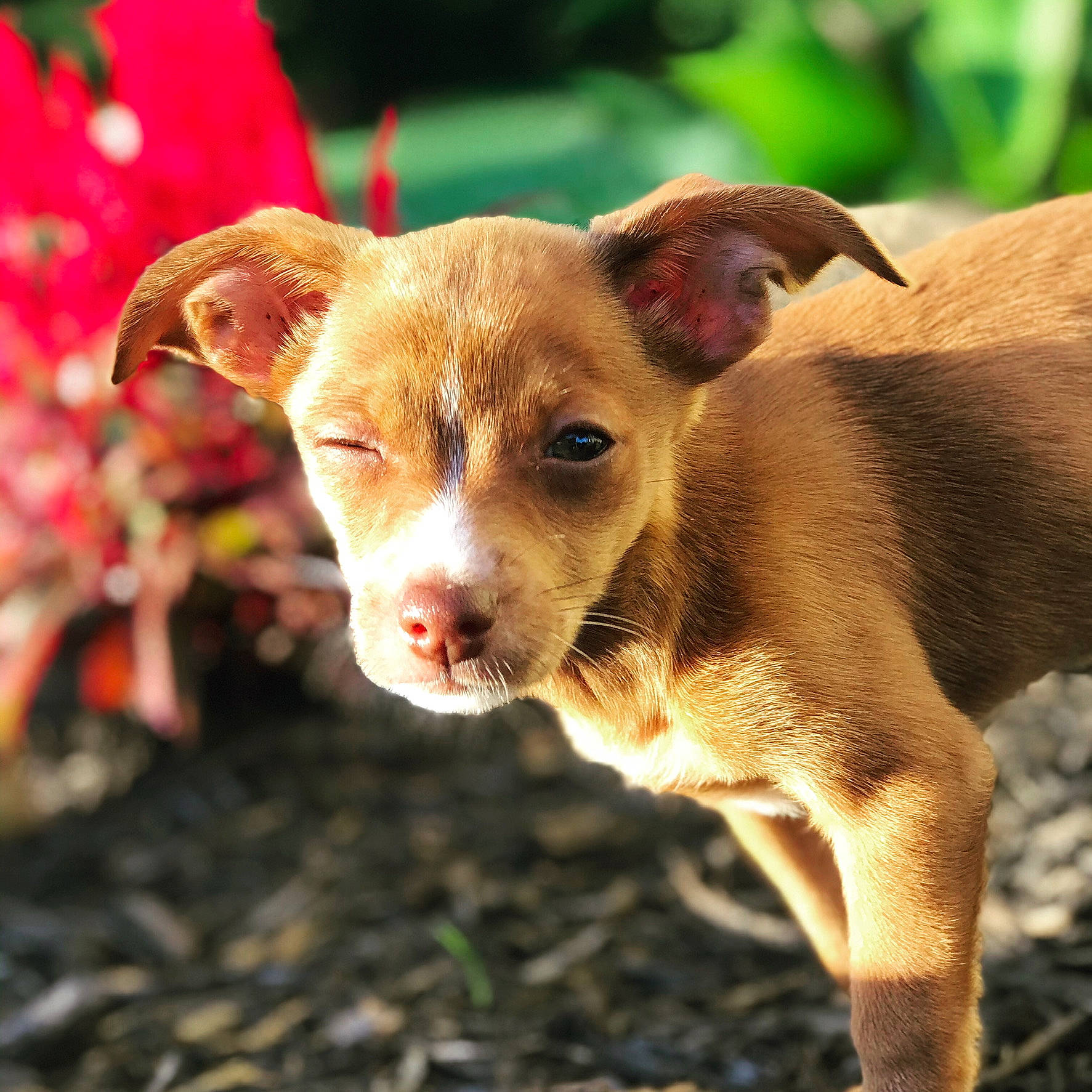 Lady joined the competition — help win amazing prizes! canidae, carnivore, companion_dog, dog, dog_breed, fawn, grass, plant, puppy, snout, sporting_group, terrestrial_animal, whiskers, working_animal