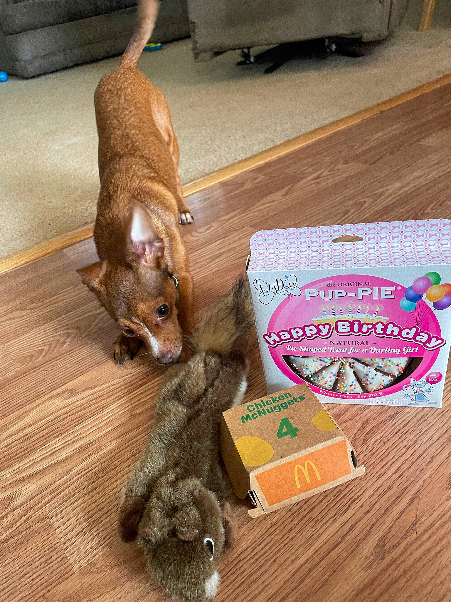 Lady joined the competition — help win amazing prizes! canidae, comfort, companion_dog, couch, dog, dog_breed, fawn, felidae, flooring, fur, hardwood, liver, pet_supply, small_to_medium_sized_cats, tail, toy, toy_dog, whiskers, wood, working_animal