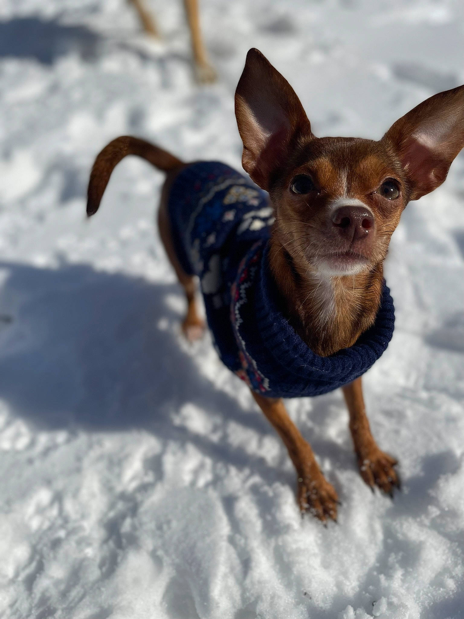 Lady is registered to the contest to win money with this photo: canidae, carnivore, chihuahua, companion_dog, dog, dog_breed, dog_clothes, dog_supply, ear, electric_blue, fawn, fur, snout, snow, sporting_group, tail, terrestrial_animal, toy_dog, whiskers, working_animal