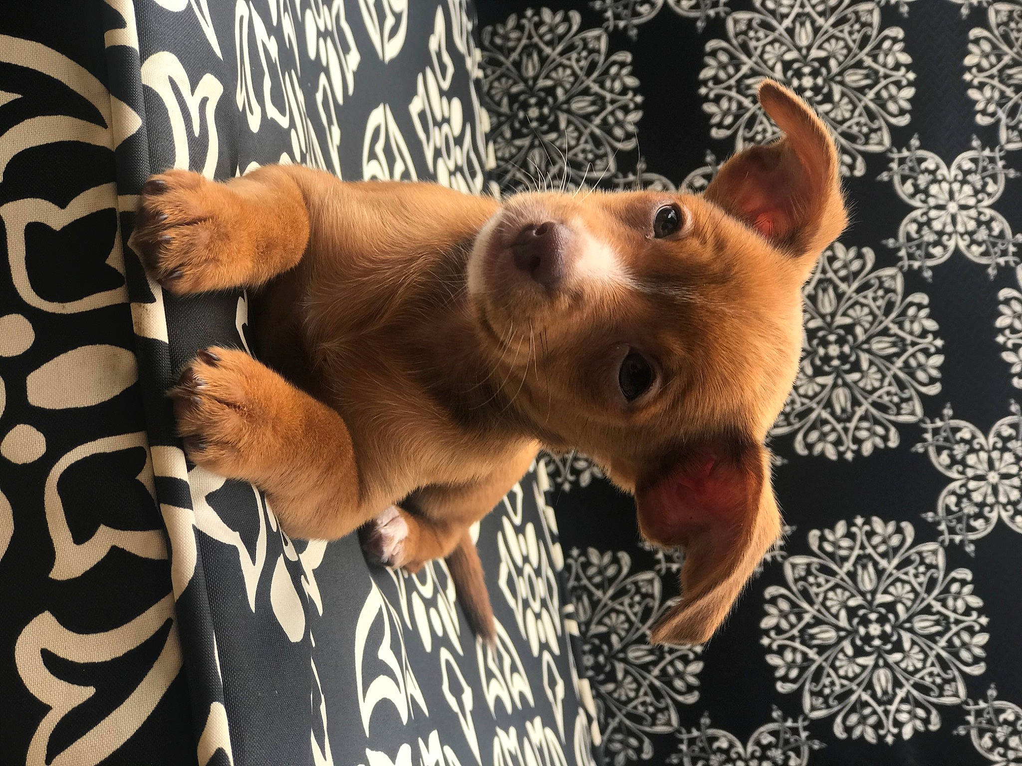 Lady is registered to the contest to win money with this photo: canidae, carnivore, chihuahua, companion_dog, dog, dog_breed, ear, fawn, fur, gesture, head, nail, paw, snout, sporting_group, stuffed_toy, toy, toy_dog, whiskers, working_animal