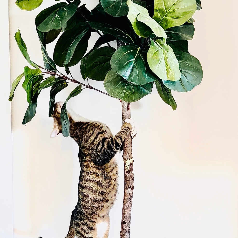Milo is registered to the contest to win money with this photo: cat, climbing, curious, fiddle_leaf_fig, floor, home_interior, indoor_plant, leaves, moss, pet, playful, pot, potted_plant, shadow, standing, striped_fur, tabby_cat, tree_trunk, vertical_composition, white_wall