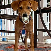 Poppy Skye joined the competition — help win amazing prizes! dog, brown_dog, pacifier, collar, tags, rug, patio, table, outdoor, wooden_floor, pet, animal, cute, standing, ears, face, four_legs, looking, toy, domestic_animal