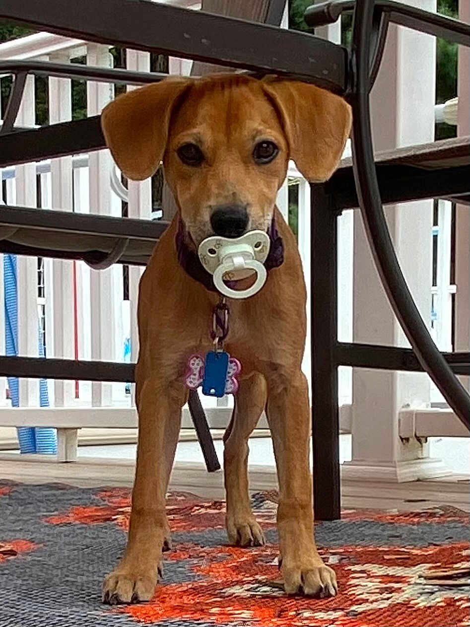 Poppy Skye joined the competition — help win amazing prizes! dog, brown_dog, pacifier, collar, tags, rug, patio, table, outdoor, wooden_floor, pet, animal, cute, standing, ears, face, four_legs, looking, toy, domestic_animal